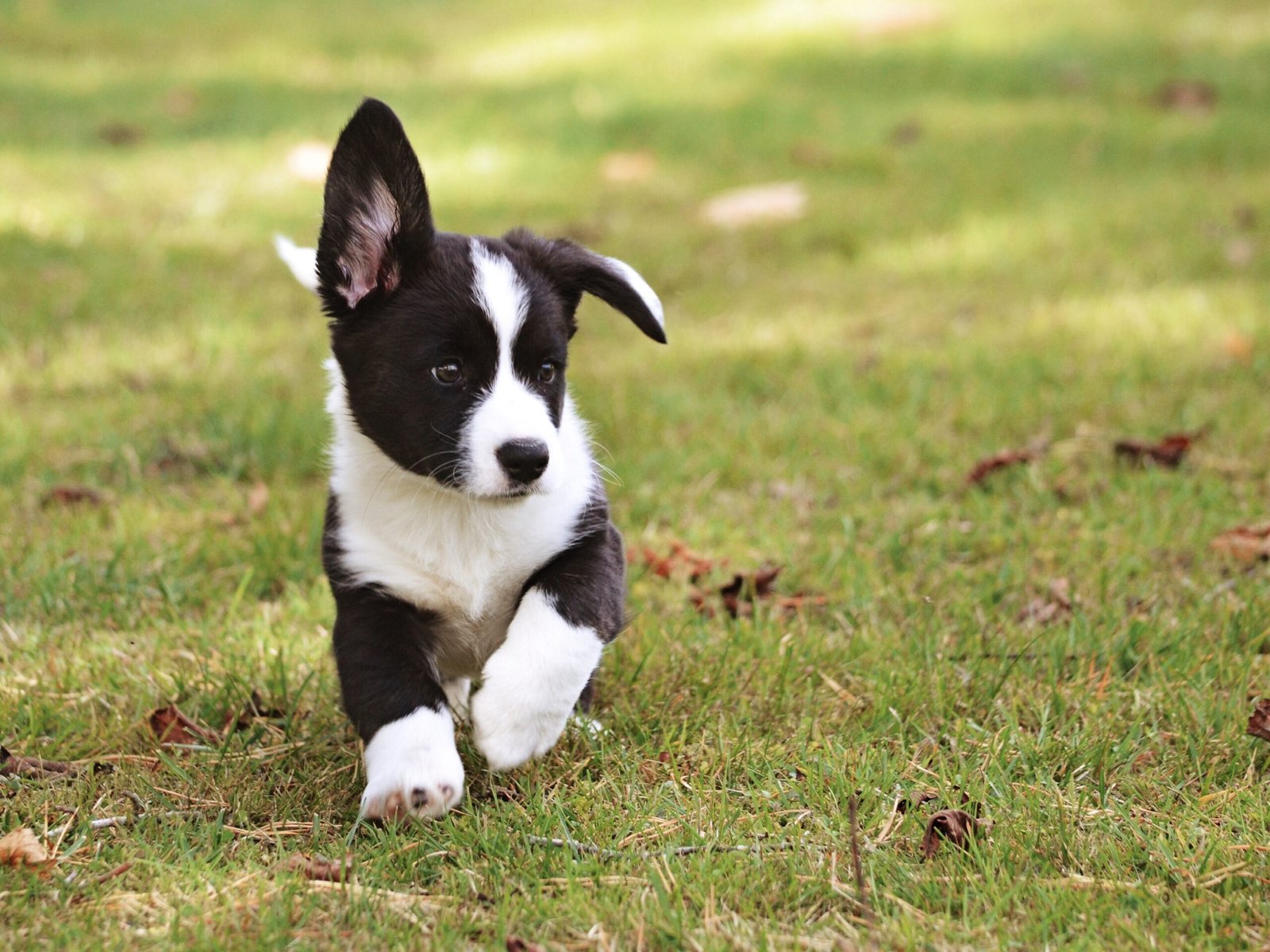 Rookies Puppy class - 11 weeks - 5.5 Months Saturday 3:30pm Burleigh 