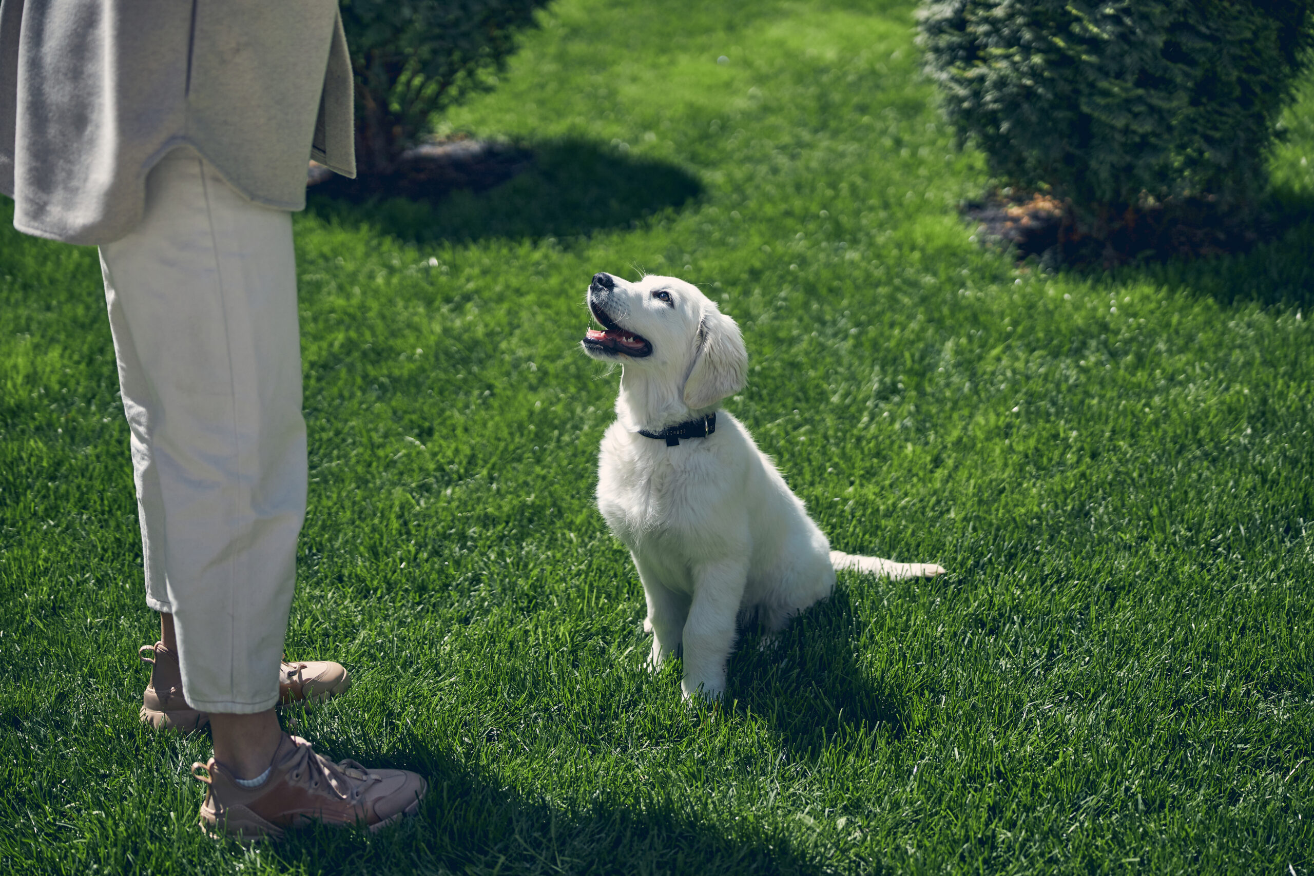 Dog being trained by a human outside Attentive puppy watching owner