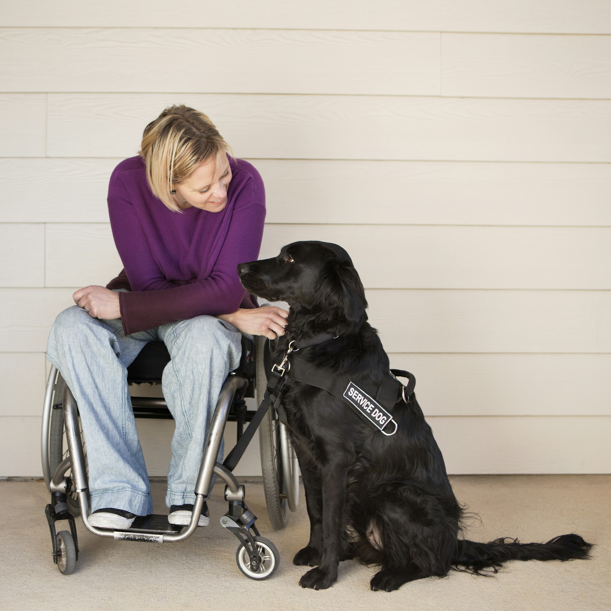 A woman in a wheelchair stroking her black labrador service dog. A woman in a wheelchair stroking her black labrador service dog.
